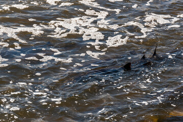 Strugeon Spawning In Spring At The Fox River Dam And Rapids In De Pere, Wisconsin