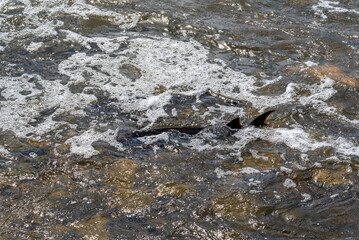 Strugeon Spawning In Spring At The Fox River Dam And Rapids In De Pere, Wisconsin