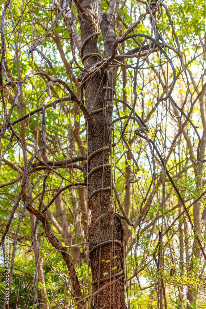 Sticker lianas on tree branches in a tropical park