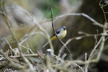 Grey Wagtail (Motacilla cinerea)  gathering material for its nest at Hebden in Wharfedale, North Yorshire, England, UK