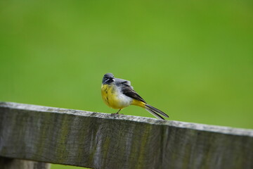 Grey Wagtail (Motacilla cinerea) at Hebden in Wharfedale, North Yorshire, England, UK