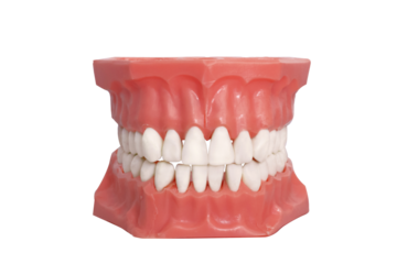 Teeth denture isolated no background