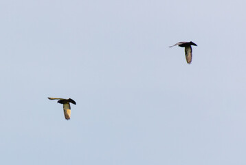 Two pigeons are flying in the blue sky