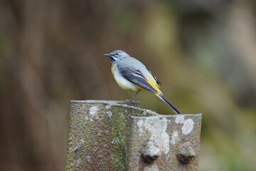 Grey Wagtail (Motacilla cinerea) at Hebden in Wharfedale, North Yorshire, England, UK