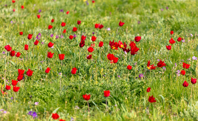 Field with red tulips in the steppe in spring as a background