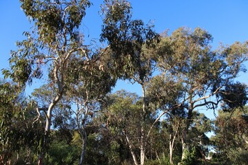 Natural landscape of eucalypt trees against blue sky, South Australia