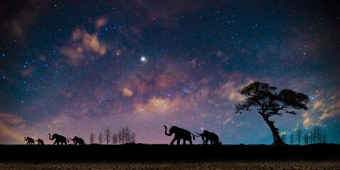 Silhouette Elephant traveling on the ground at night,Panorama blue night sky milky way and star on...