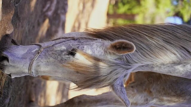 Close-up White horse in paddock, eating hay, pasture in forest mountain rock, rancho outside. Farm animal mare. Vertical