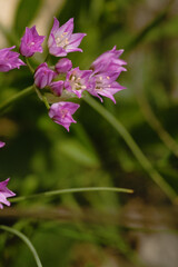 Fototapeta premium Drummond's onion, Allium drummondii in Texas spring nature closeup.