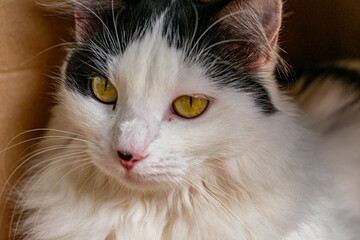 cabeça de gato preto e branco olhando para o lado