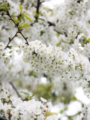 A blooming shrub of white cherry blossom on branches on its tree during spring time with green...