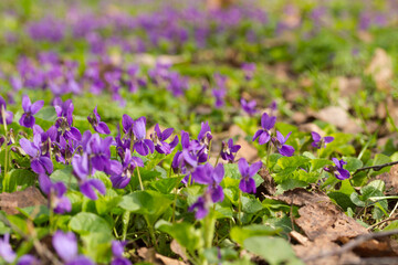 Violets in spring forest. Blooming violets (Viola reichenbachiana) in forest. Small purple flowers in forest at spring.

