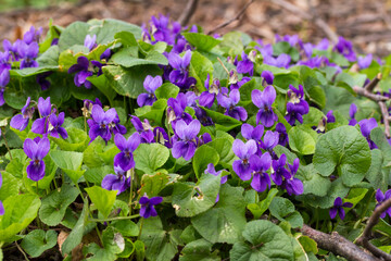 Violets in spring forest. Blooming violets (Viola reichenbachiana) in forest. Small purple flowers in forest at spring.