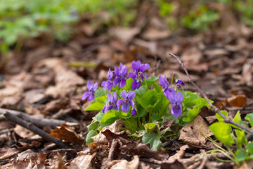 Violets in spring forest. Blooming violets (Viola reichenbachiana) in forest. Small purple flowers in forest at spring.
