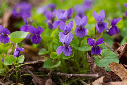 Violets in spring forest. Blooming violets (Viola reichenbachiana) in forest. Small purple flowers in forest at spring.
