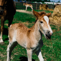 Brown Horse and Her Foal in a Green Field of Grass. Horizontal shot