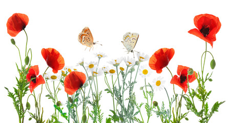 Obraz premium Beautiful blooming meadow flowers and flying butterflies isolated on white, banner design