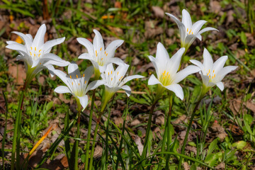 Obraz premium Nature in Cypress Gardens in Moncks Corner, Sourth Carolina, USA