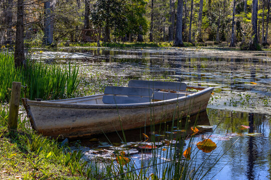 Scenes in the  Cypress Gardens in Moncks Corner, Sourth Carolina, USA
