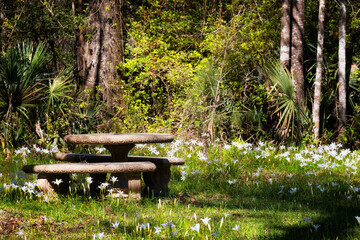 Nature in Cypress Gardens in Moncks Corner, Sourth Carolina, USA
