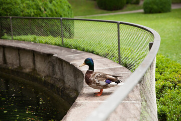 duck in the park