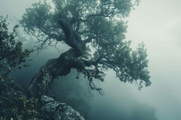 wise old tree in misty forest gnarled branches and lush foliage cycles of life and death moody nature concept