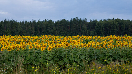 Sunflower field in the early morning, bright and large flowers