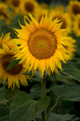 Fototapeta premium Sunflower close up, early morning in summer
