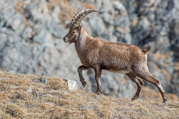 Male alpine ibex walking on a winter grassland at the edge of a ravine, side view of male wild...