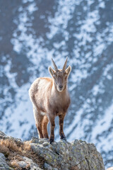Female alpine ibex standing on rocks at the edge of a ravine against snowy slopes background, scenic view of wild mountain goat. Alps, italy. Capra ibex, Vertical.