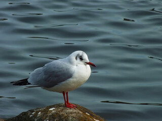 Fototapeta premium ユリカモメ03