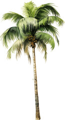Obraz premium Coconut palm tree watercolor painting isolated on transparent background.