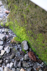 green moss plants attached to the wall, with some pebbles beside it