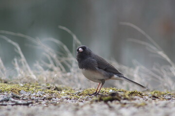 Obraz premium Dark-eyed Junco wondering where the food is