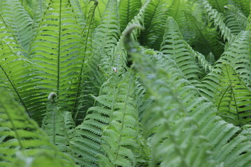 Close-up of green ferns in a botanical garden, green fern with vector leaves in macro, fern in the...