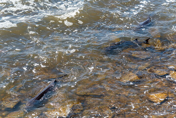Strugeon Spawning In Spring At The Fox River Dam And Rapids In De Pere, Wisconsin