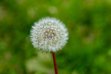dandelion on green background