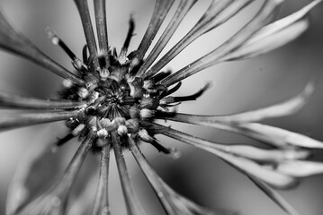 black and white flower close-up