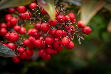red berries on a branch © Peggy Pearl Designs