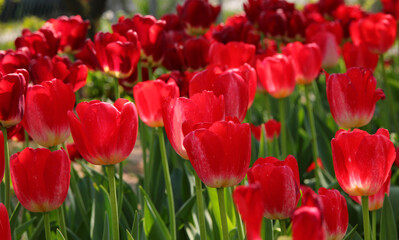 Floral background of many red Dutch tulip flowers bloomed