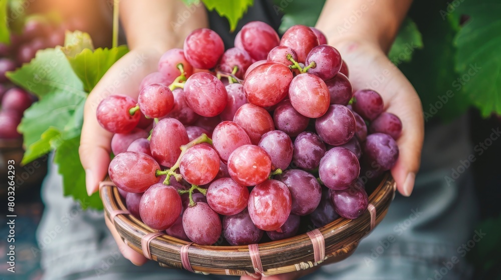 Poster hand holding grapes with selective focus, grape selection on blurred background with copy space