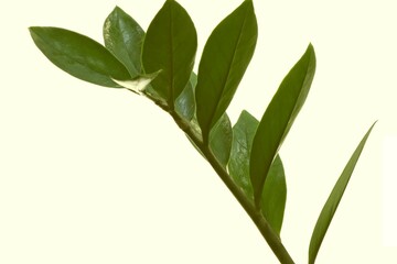 Indoor plant Zamioculcas on a white background.