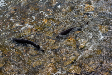 Strugeon Spawning In Spring At The Fox River Dam And Rapids In De Pere, Wisconsin