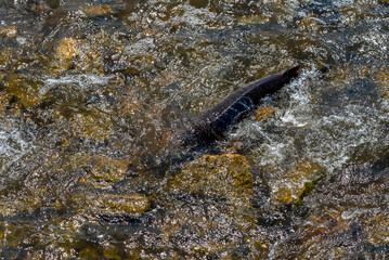 Strugeon Spawning In Spring At The Fox River Dam And Rapids In De Pere, Wisconsin
