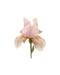 Iris germanica tender light pink beige garden flower with bud and stem selective focus close-up, cutout with clipping path object, floral element of design, decor