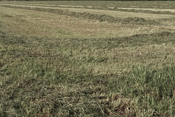 Freshly mown meadow in spring