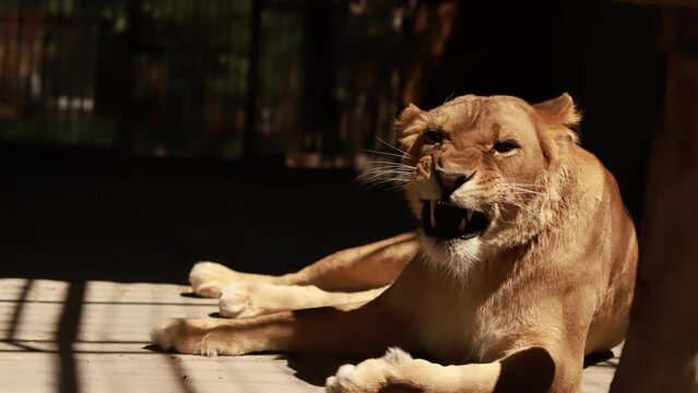 Portrait of a lioness outdoors.