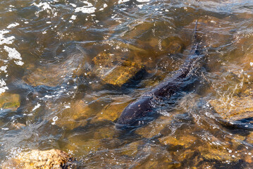 Strugeon Spawning In Spring At The Fox River Dam And Rapids In De Pere, Wisconsin