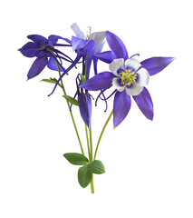isolated purple aquilegia flower on transparent background