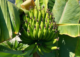 Green banana bunch. Agricultural plantation.